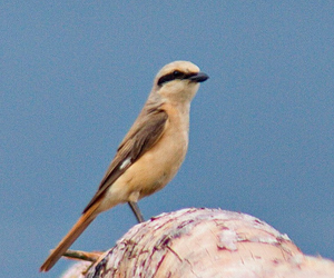 Дунхай (Тольт дунхай)